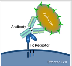 流式實(shí)驗全套Buffer 流式實(shí)驗全套Buffer